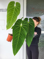 Anthurium Queremalense XXL