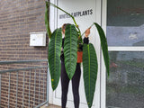 Philodendron Patriciae XXL