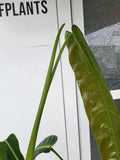 Philodendron Patriciae XXL