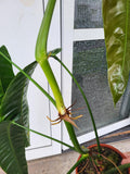 Philodendron Patriciae XXL