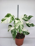 Monstera Variegata (zum aussuchen)