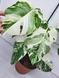 Monstera Variegata (zum aussuchen)