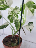 Monstera Variegata (zum aussuchen)