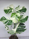 Monstera Variegata (zum aussuchen)