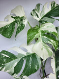 Monstera Variegata (zum aussuchen)