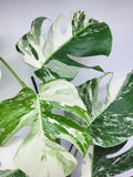 Monstera Variegata (zum aussuchen)