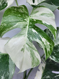 Monstera Variegata (zum aussuchen)