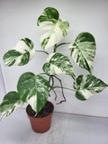 Monstera Variegata (zum aussuchen)