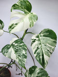 Monstera Variegata (zum aussuchen)