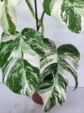 Monstera Variegata (zum aussuchen)