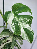 Monstera Variegata (zum aussuchen)