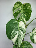 Monstera Variegata (zum aussuchen)