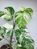 Monstera Variegata (zum aussuchen)