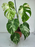 Monstera Variegata (zum aussuchen)