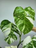 Monstera Variegata (zum aussuchen)