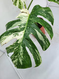 Monstera Variegata (zum aussuchen)