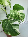 Monstera Variegata (zum aussuchen)