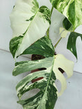 Monstera Variegata (zum aussuchen)