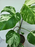 Monstera Variegata (zum aussuchen)