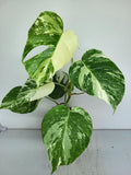 Monstera Variegata (zum aussuchen)