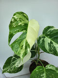 Monstera Variegata (zum aussuchen)