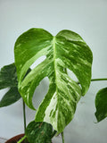 Monstera Variegata (zum aussuchen)