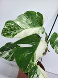 Monstera Variegata (zum aussuchen)