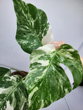 Monstera Variegata (zum aussuchen)