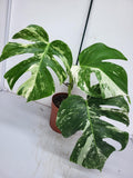 Monstera Variegata (zum aussuchen)