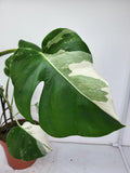 Monstera Variegata (zum aussuchen)