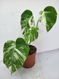 Monstera Variegata (zum aussuchen)