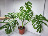 Monstera Variegata Adult