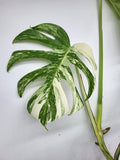 Monstera Variegata Adult