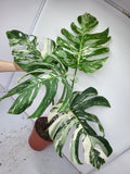 Monstera Variegata Adult