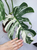 Monstera Variegata Adult