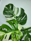 Monstera Variegata Adult