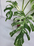 Monstera Variegata Adult