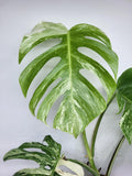 Monstera Variegata Adult