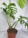 Monstera Variegata Adult