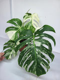 Monstera Variegata Adult