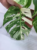 Monstera Variegata Adult