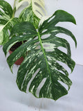 Monstera Variegata Adult