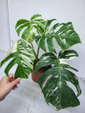 Monstera Variegata Adult