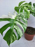 Monstera Variegata Adult