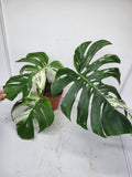 Monstera Variegata Adult