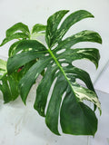 Monstera Variegata Adult