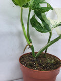 Monstera Variegata Adult