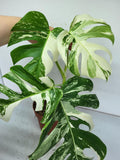 Monstera Variegata Adult