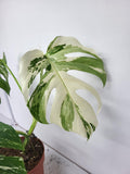 Monstera Variegata Adult