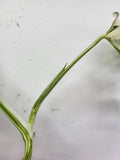 Monstera Variegata Adult